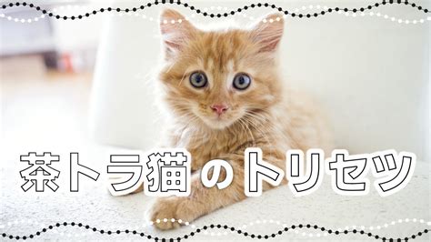 安定の人気猫！茶トラ猫・茶白猫の特徴｜毛色で分かる猫の性格 Youtube