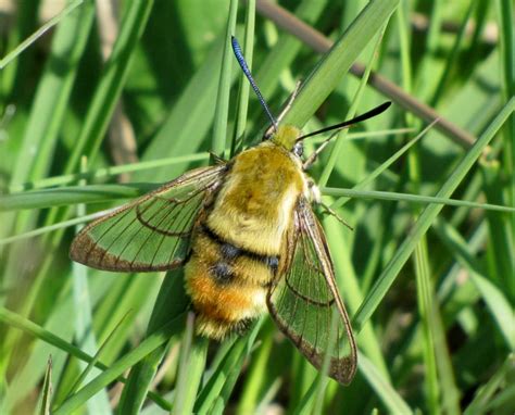 Wildwings And Wanderings Narrow Bordered Bee Hawk Moth