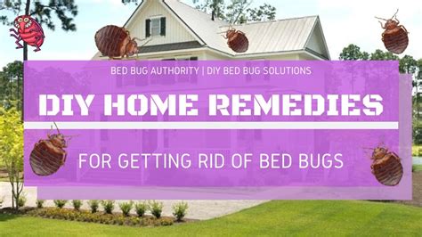 Diy Home Remedies For Getting Rid Of Bed Bugs Bed Bug Authority Diy