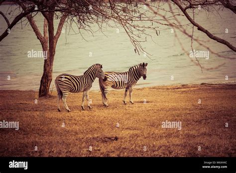 African Safari Zebras Wildlife Stock Photo Alamy