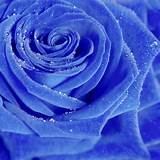 Pictures of Blue Moon Climbing Rose