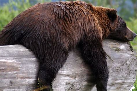 Ursos Caracter Sticas Reprodu O Hiberna O Curiosidades