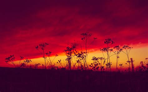 Nature Sunset Twilight Grass Red Sky Hd 4k Wallpapers