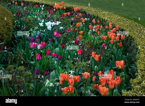 Spring Flower Bed England Stock Photo Alamy