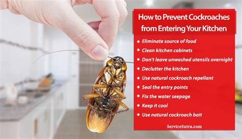 How To Get Rid Of Roaches In Cabinets