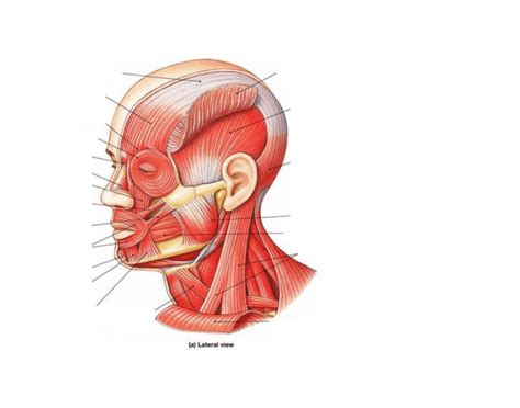 Major Muscles Of The Head Quiz