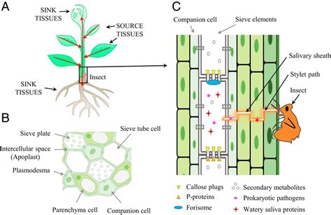 Plant Cell Xylem And Phloem Complex Tissues In Plants Xylem And