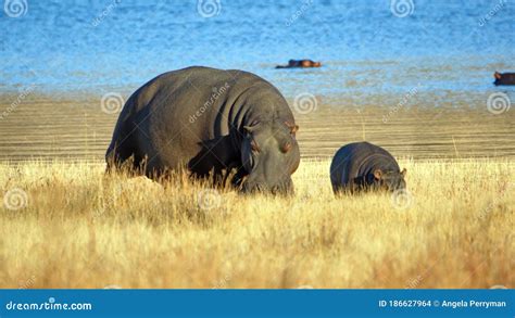 Hippo Mother And Baby Stock Photo Image Of Bushveld 186627964