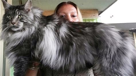 Biggest Maine Coon Cat Black Silver → Look How Maine Coon