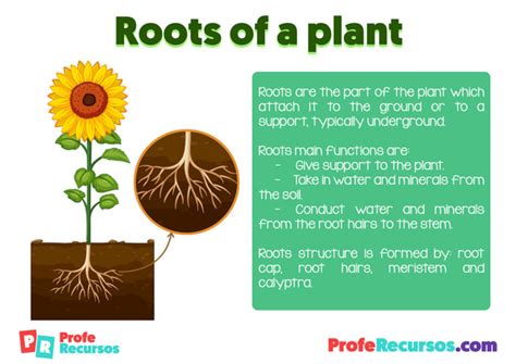Roots Definition For Kids Profe Recursos