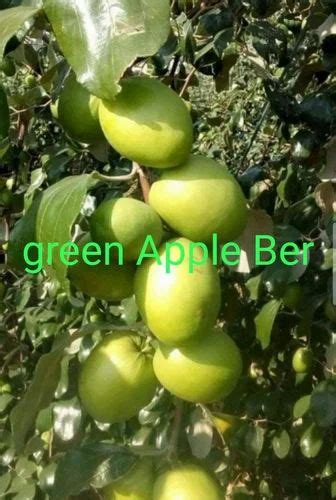 Green Apple Ber Plant At Rs 35piece ऐप्पल बेर प्लांट In Ahmedabad