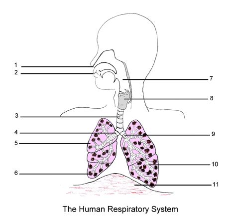Respiratory System Diagram Unlabeled Black And White Diagram Media