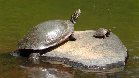 Cute Baby Turtles Of Georgia — River Cooter Painted Spiny Softshell