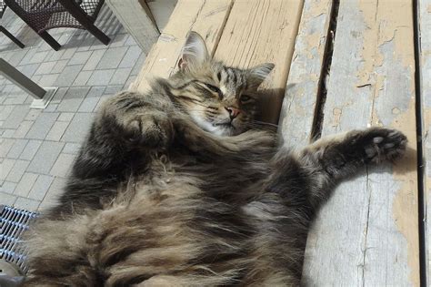 The Wooly Belly Cat Ozzie Norwegian Forest Cat