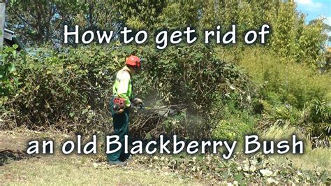 How To Get Rid Of Blackberries Youtube