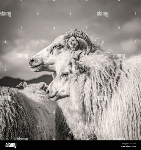 Free Range Sheep Hi Res Stock Photography And Images Alamy