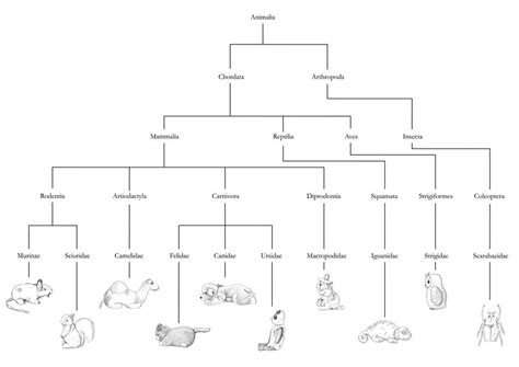 Taxonomy Tree Of Toys By Popeyethecat On Deviantart