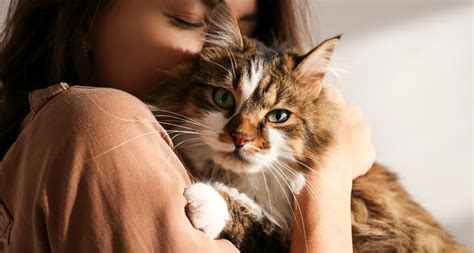 New Cat Guide Info On Adopting Kittens Adult Cats And Senior Cats