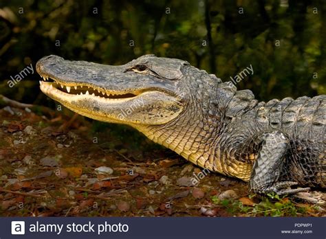 American Alligator Portrait Image Hi Res Stock Photography And Images