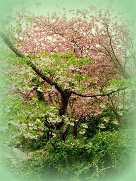 April Cherry Trees Photograph By Maro Kentros Pixels