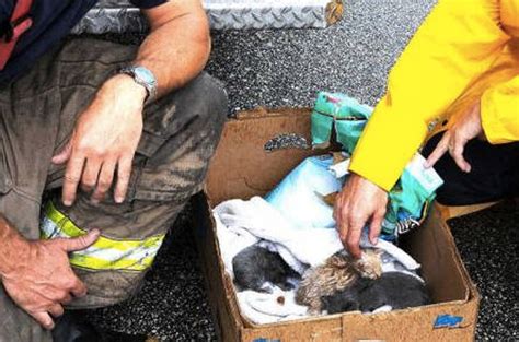 Firefighters Save New Born Kittens From Fire Debris Love Meow