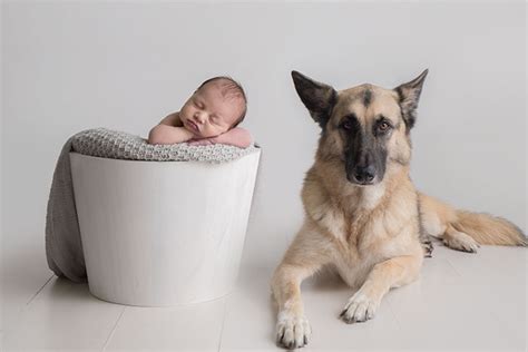 Can Newborns Be Around Dogs
