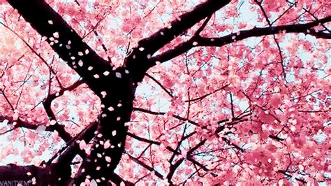 Falling Cherry Blooms  Japan Cherryblossoms Sakura Discover