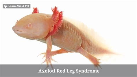 Axolotl Red Leg Syndrome 7 Clear Facts 2023