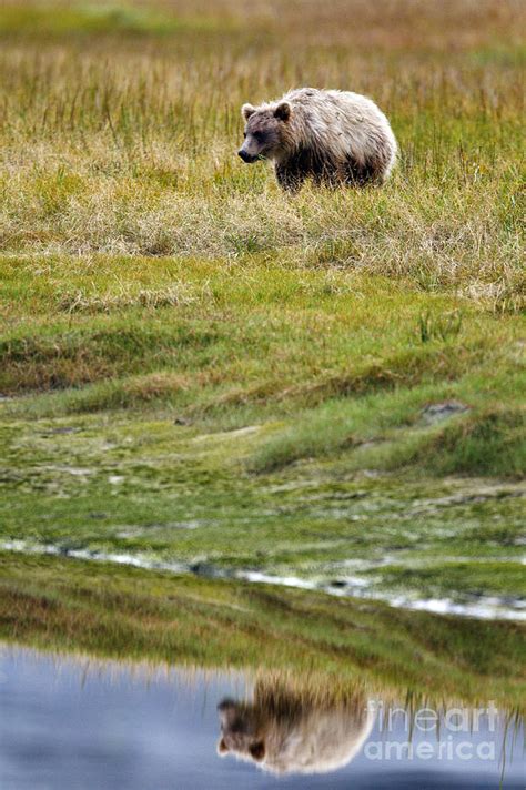 Grizzly Bear Cub Reflection Lake Clark National Park Photograph By