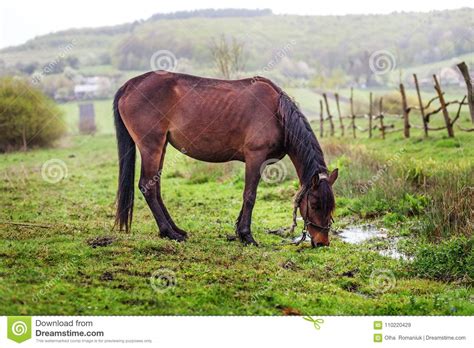 Brown Horse Grazing In The Pasture Spring The Concept Of Animals