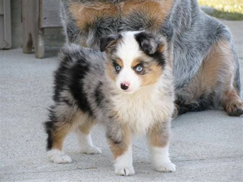 I Want One Its A Mini Australian Shepard Shepherd Puppies Aussie