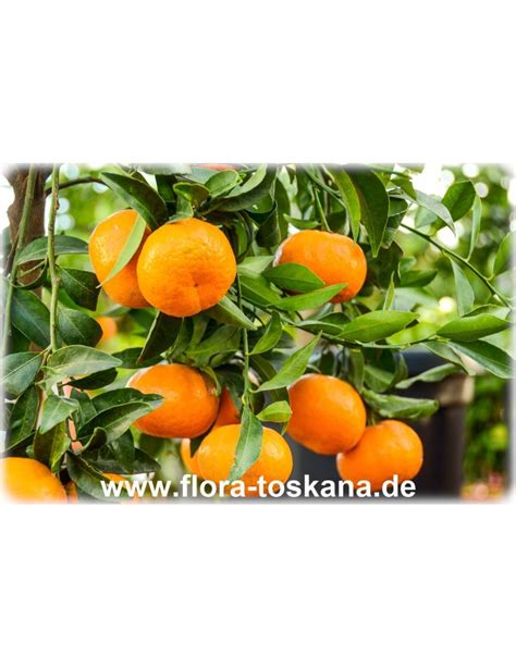 Citrus Reticulata Xxl Mandarin Orange Tangerine Flora Toskana