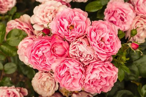Pink Floribunda Roses In Bloom Stock Photo Image Of Blossom Bloom