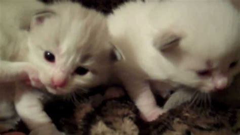 2 Week Old Mink Ragdoll Kittens Youtube
