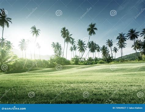 Sunset In Jungle And Grass Stock Image Image Of Beauty 73969027