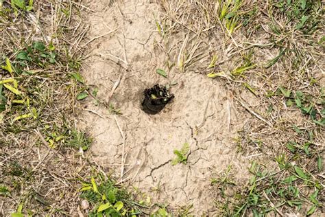 What To Do With Snake Holes In The Yard 7 Ways