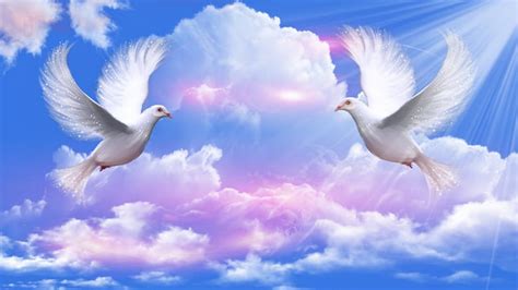 doves peace ~ ~ doves nature peace clouds sky blue hd wallpaper peakpx