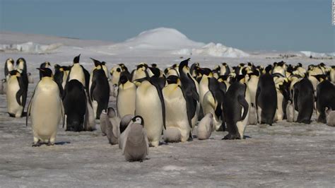 Satellite Imagery Reveals New Penguin Colonies In Antarctica Cnn