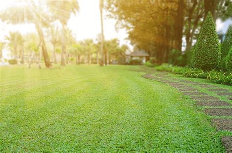Share them with us in the comments section below! Repairing Summer Lawn Damage | ExperiGreen