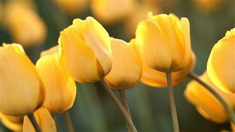 Tulipanes Amarillos Amor Sin Esperanza Yellow Tulips Yellow