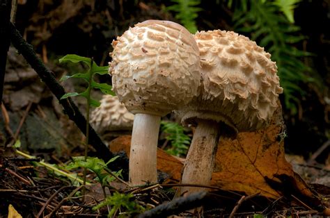 Victoria Daily Photo Shaggy Mane Mushrooms