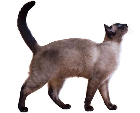 5 Things To Know About Siamese Cats Petful