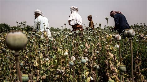 tasked with combating opium afghan officials profit from it the new york times