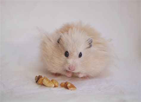 Hamster Angora Tout Savoir Sur Ce Rongeur