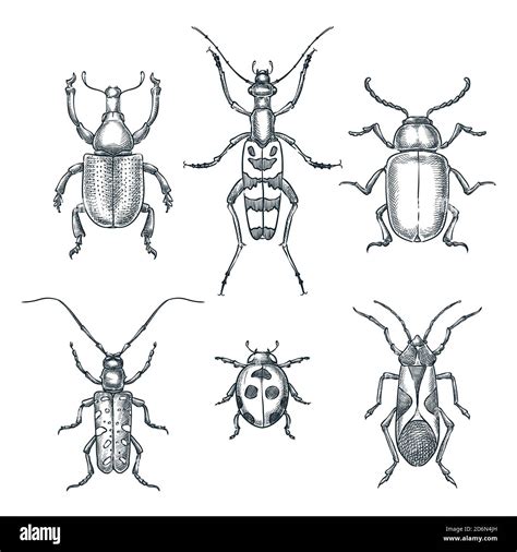 Beetles And Bugs Vector Sketch Illustration Set Of Doodle Hand Drawn Insects Isolated On White