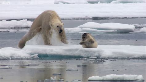 Polar Bear Hunts Seal Youtube