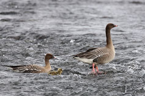 Pink Footed Goose Audubon Field Guide