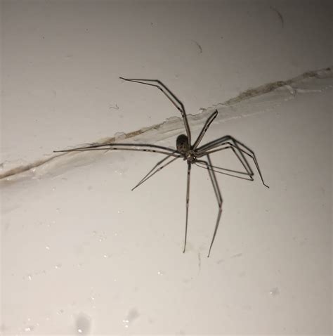 Pholcidae Cellar Spiders In Benson Arizona United States
