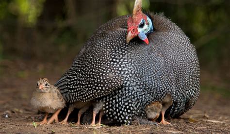 Guinea Fowl Growth Stages The Hip Chick