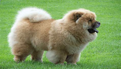 Chow Chow Dog Breed Information Prices Characteristics And Facts